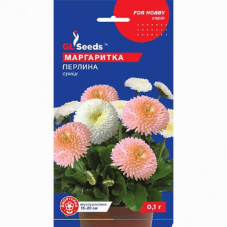 Маргаритка Перлина GL Seeds зображення 4