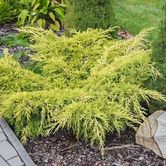 Ялівець Олд Голд зображення 10