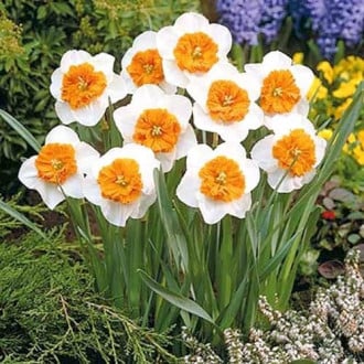 Нарцисс крупноцветковый Белла Виста рисунок 5