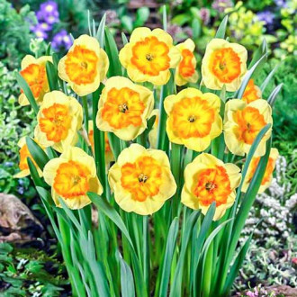 Нарцисс крупноцветковый Берлин рисунок 14