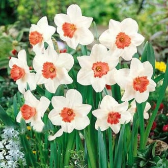 Нарцисс крупноцветковый Пинк Шарм рисунок 2
