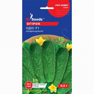 Огурец Одис F1 GL Seeds рисунок 4