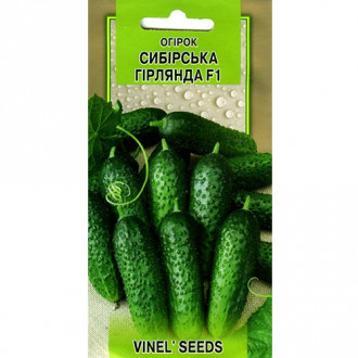 Огурец Сибирская гирлянда F1 Vinel seeds рисунок 3