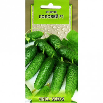 Огірок Соловей F1 Vinel seeds зображення 4