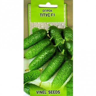 Огурец Титус F1 Vinel seeds рисунок 3