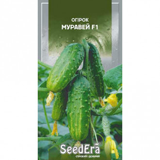 Огурец Муравей F1 Seedera рисунок 2