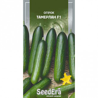 Огурец Тамерлан F1 Seedera рисунок 4