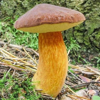 Польский гриб, мицелий рисунок 1