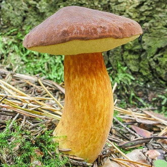 Польський гриб, міцелій зображення 4