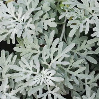 Полынь Стеллера Морис Форм рисунок 17