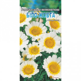 Ромашка садова великоквіткова бiло-жовта Яскрава зображення 4