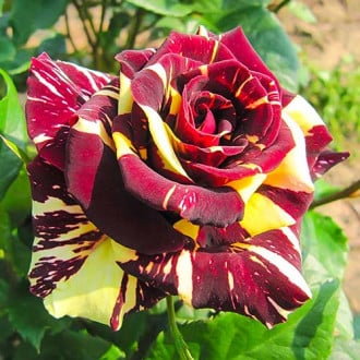 Троянда чайно-гібридна Абракадабра зображення 5