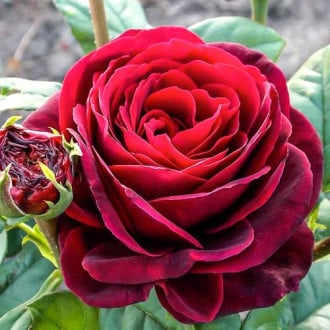 Троянда англійська Астрід Граффін фон Харденберг зображення 2