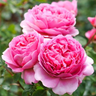 Троянда англійська Принцеса Олександра оф Кент зображення 6