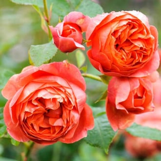 Троянда англійська Саммер Сонг зображення 3