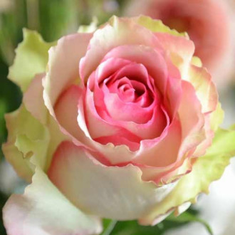 Троянда чайно-гібридна Дансінг Квін зображення 1