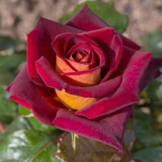 Троянда чайно-гібридна Едді Мітчел зображення 6