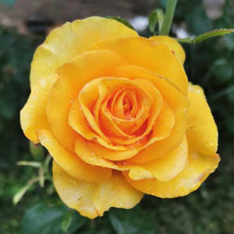 Троянда чайно-гібридна Голден Моніка зображення 1
