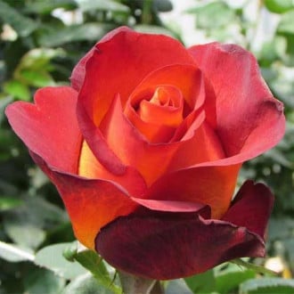Троянда чайно-гібридна Кофе Брейк зображення 6