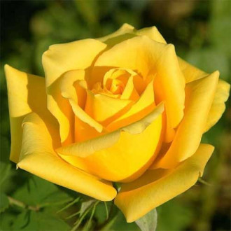 Троянда чайно-гібридна Ландора зображення 1