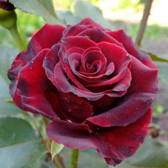 Троянда чайно-гібридна Лавлі Ред зображення 4