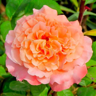 Троянда чайно-гібридна Августа Луїза зображення 2