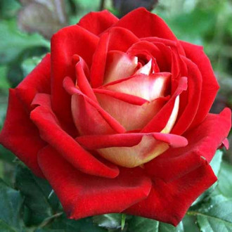 Троянда чайно-гібридна Люксор зображення 2
