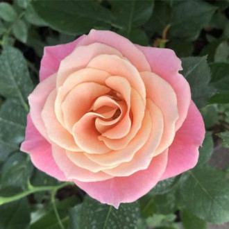 Троянда чайно-гібридна Місс Піггі зображення 5