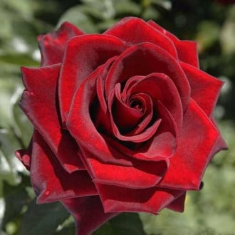 Троянда чайно-гібридна Роял Баккара зображення 3