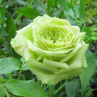 Троянда чайно-гібридна Супер Грін зображення 1