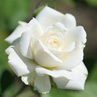 Троянда чайно-гібридна Вайт Симфоні зображення 1