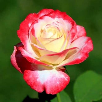 Троянда чайно-гібридна Дабл Делайт зображення 5