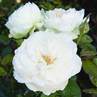 Троянда флорібунда Болеро зображення 1