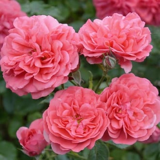 Троянда флорібунда Черрі Герл зображення 5