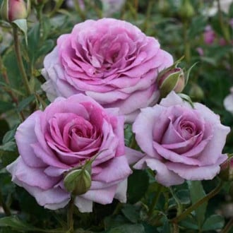 Троянда флорібунда Лав Сонг зображення 3