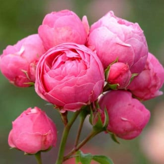 Троянда флорібунда Помпонелла зображення 4