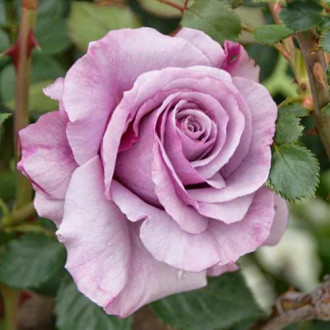 Троянда чайно-гібридна Новаліс зображення 1