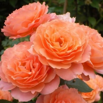Троянда паркова Бельведер зображення 4