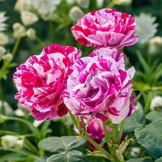 Троянда паркова Фердінанд Пічард зображення 6
