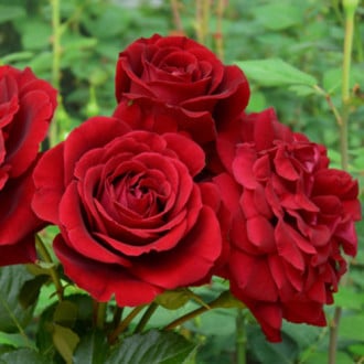 Троянда паркова Ізабель Ренессанс зображення 3
