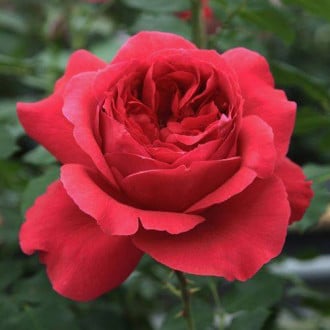 Троянда паркова Рубан Руж зображення 5