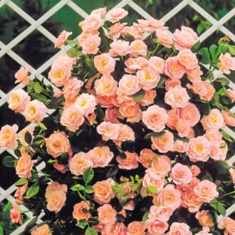Троянда плетиста Глорія Клаймінг зображення 4