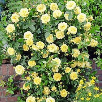 Троянда плетиста Голден Шауерс зображення 1