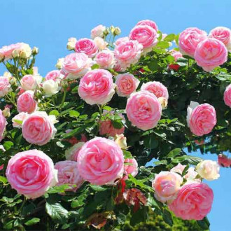 Роза плетистая Розовая крупная рисунок 5