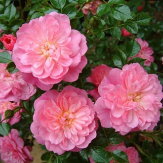 Троянда грунтопокривна Пінк Беллс зображення 6
