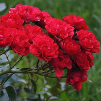 Роза почвопокровная Ред Фейри рисунок 1