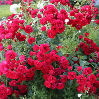 Троянда грунтопокривна Скарлет Мейяндекор зображення 4