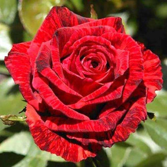 Троянда чайно-гібридна Ред Інтуїшн зображення 1