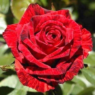 Троянда чайно-гібридна Ред Інтуїшн зображення 6