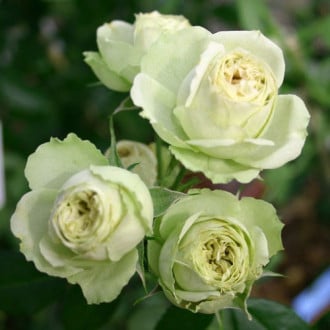 Троянда спрей Грін Глоу зображення 3